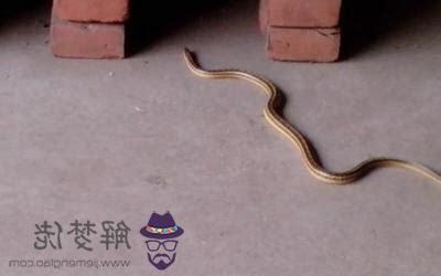 家中有蛇 寓意